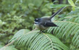 new-zealand-fantail-3729278_960_720